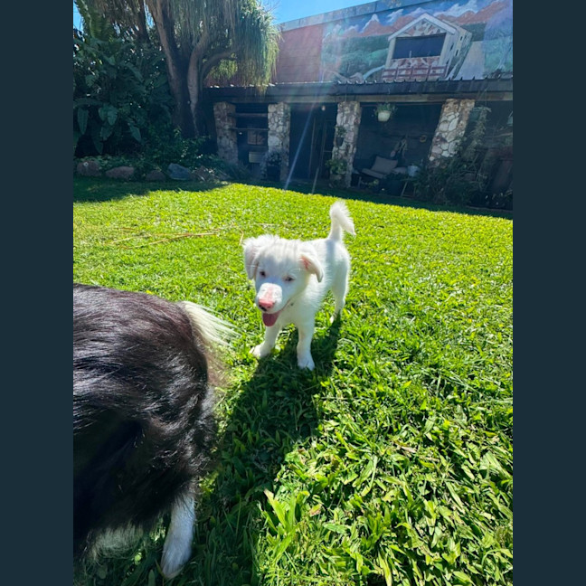 Photo of Splotch