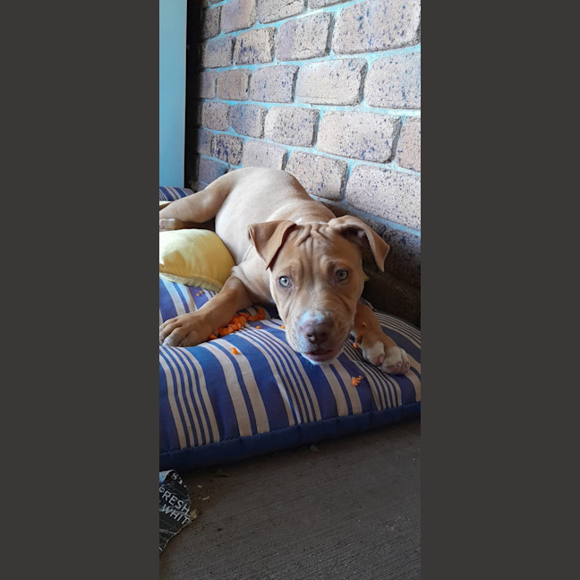 Photo of Rocket