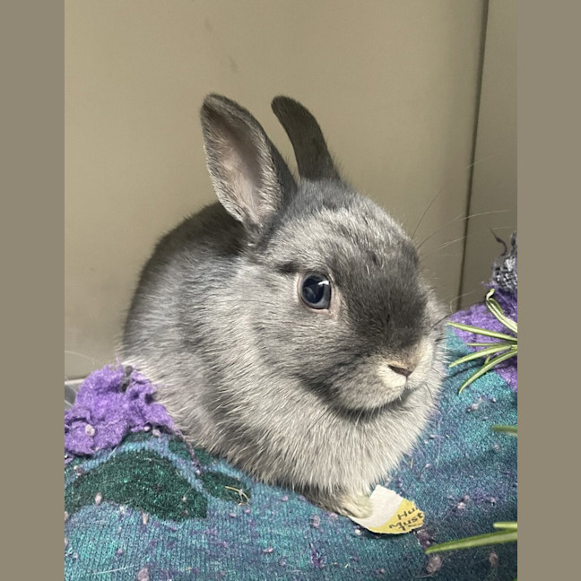 Photo of Blinky (Bonded To Bambi)