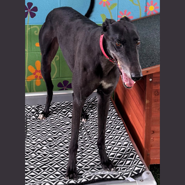 Photo of D1251 Colby