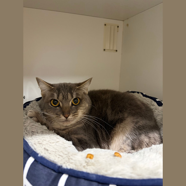 Photo of Sapphire