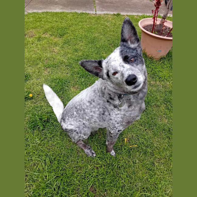 Photo of Bagel
