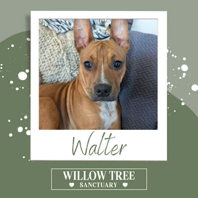 Photo of Walter