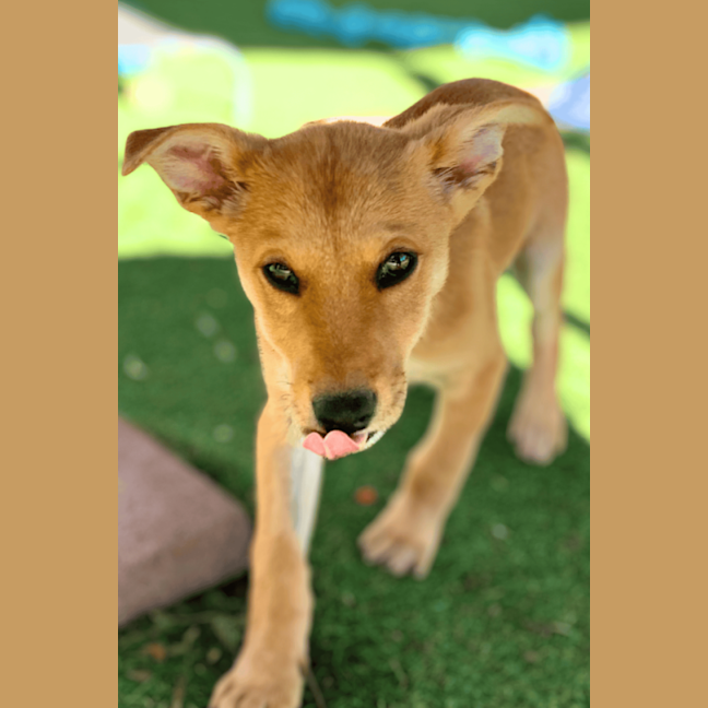 Photo of Rusty