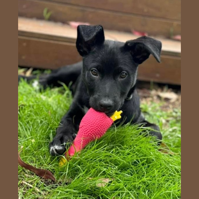 Photo of Black Bean 