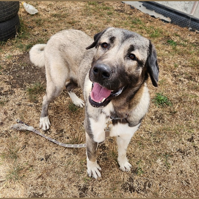 Photo of Hala (68068)