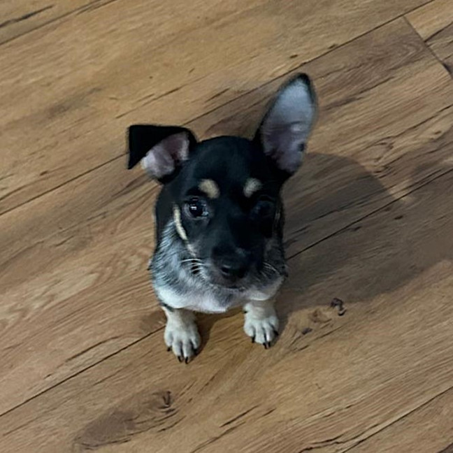 Photo of Nobi