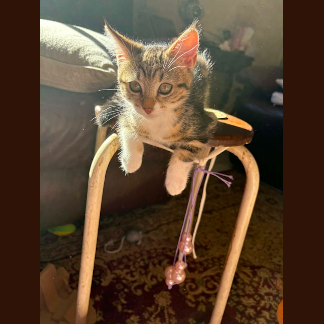 Photo of Eevee