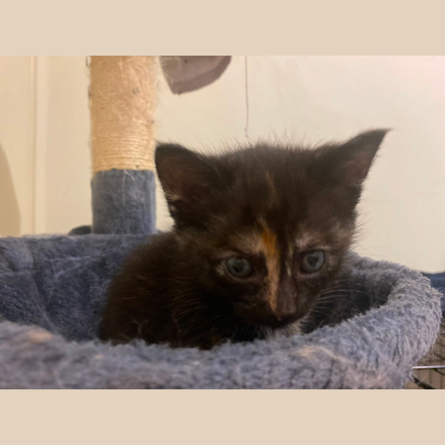 Photo of Daenerys