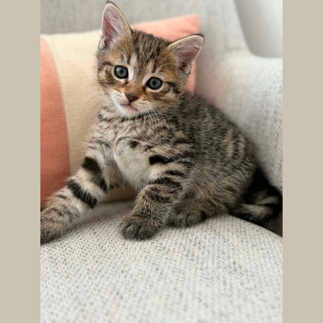 Photo of Gnocchi 