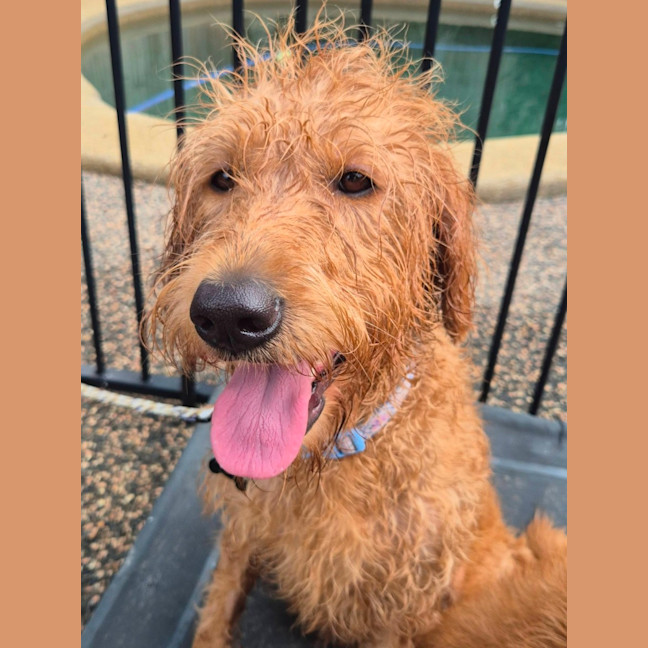 Photo of Tiki