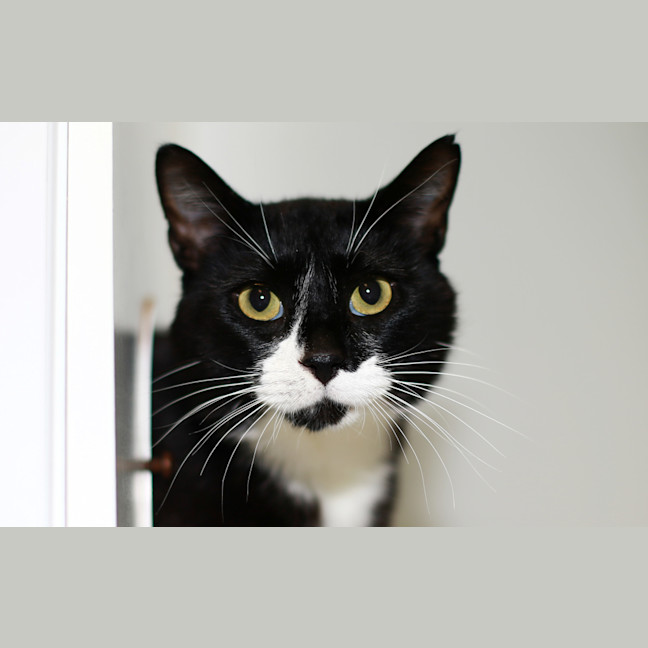 Photo of Pickle