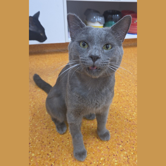Photo of Shadow