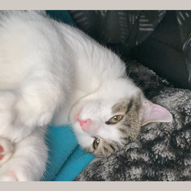 Photo of Wombat