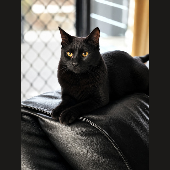 Photo of Nemo