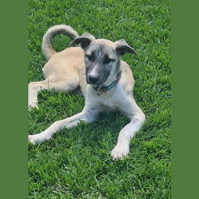 Photo of Skye