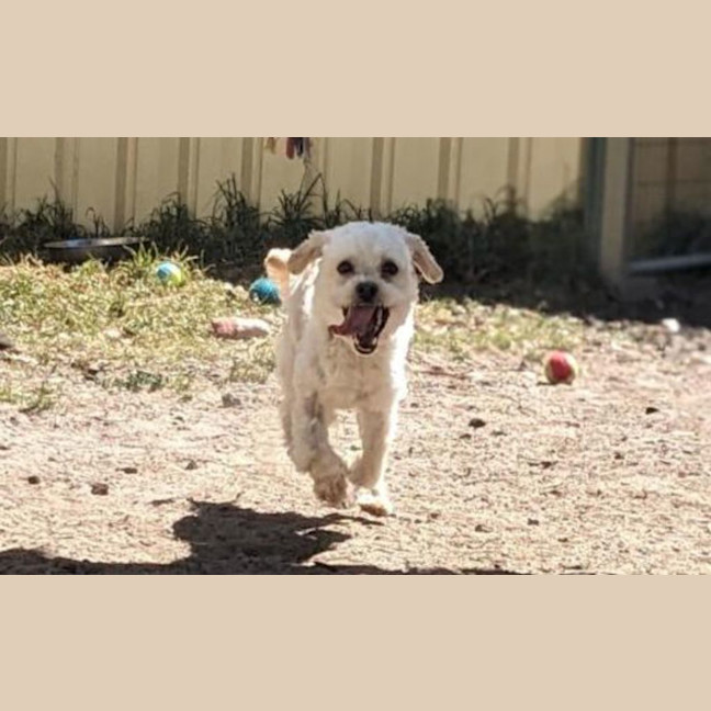 Photo of Ruby