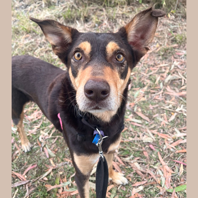 Photo of Rex