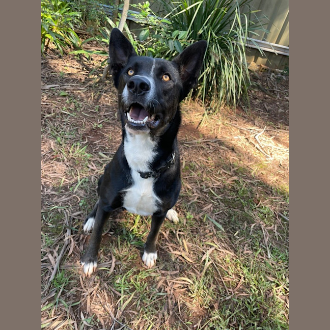 Photo of Juniper