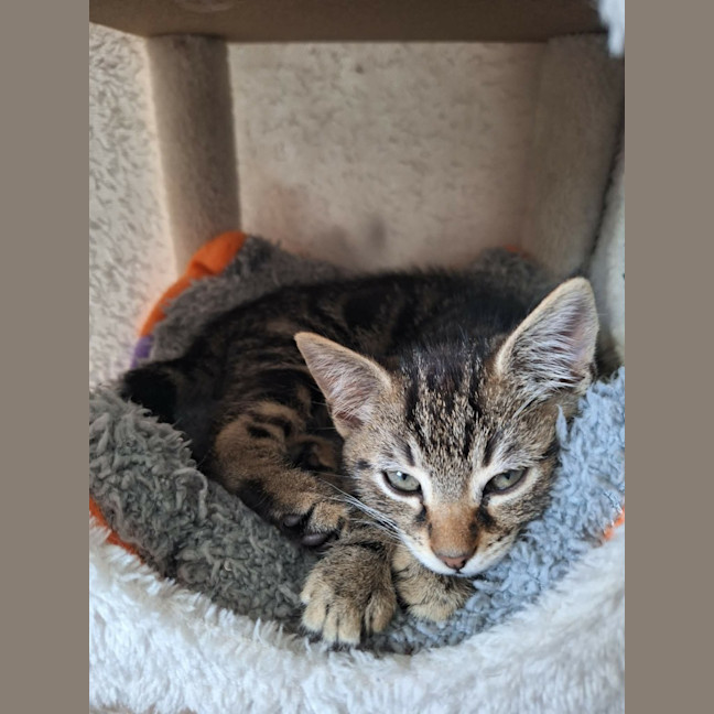 Photo of Willow