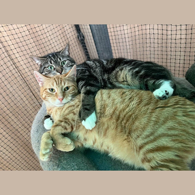 Photo of Henry Smith ** 2nd Chance Cat Rescue **