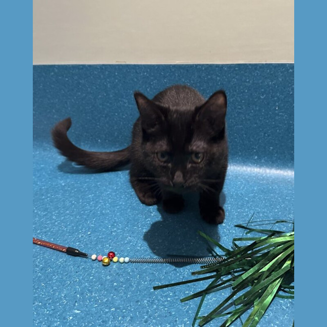 Photo of Midnight