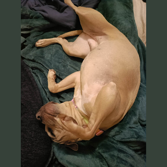 Photo of Daisy