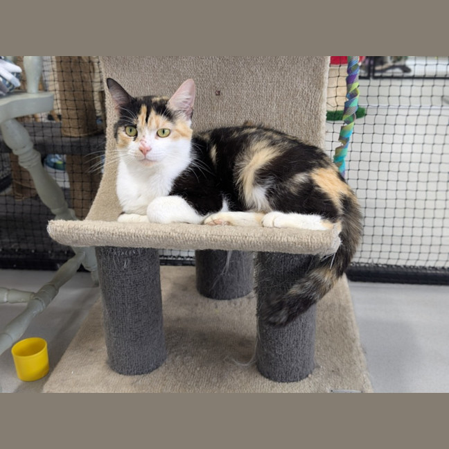 Photo of 🎀 Lucinda 6643 🎀