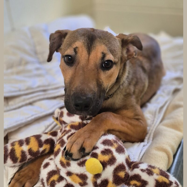 Photo of Maple