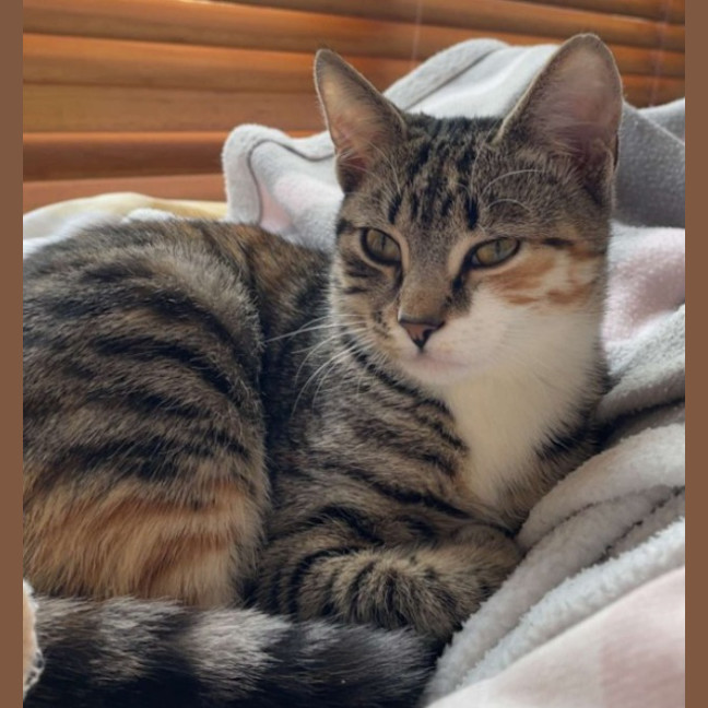 Photo of Stella