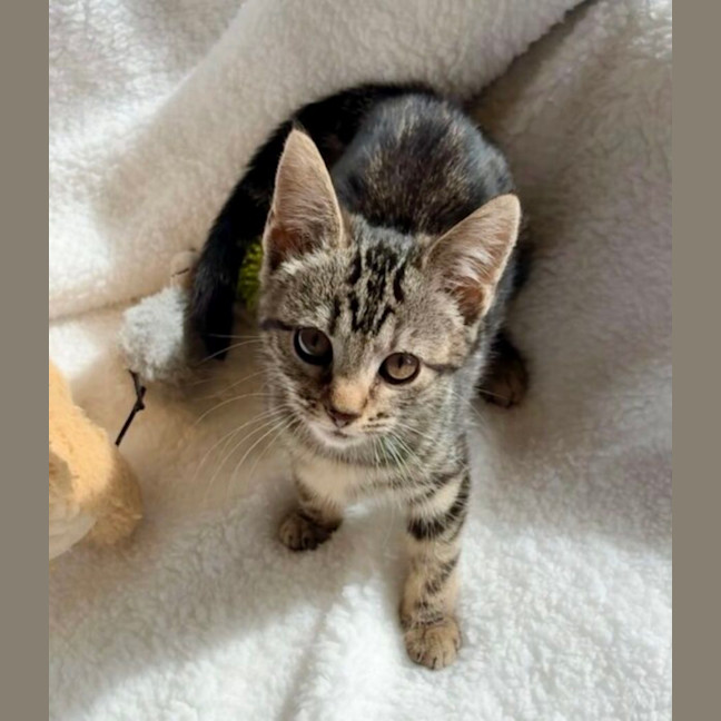 Photo of Little Pebble