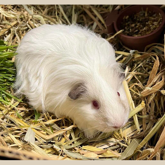 Photo of Lulu