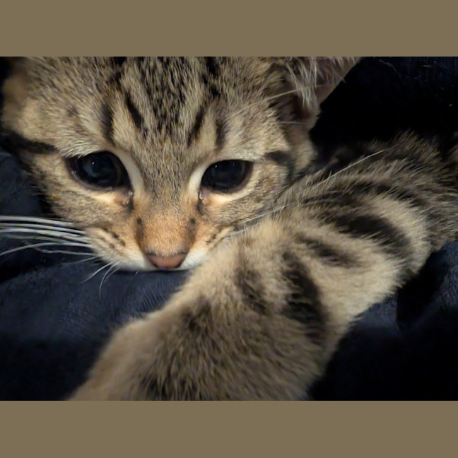 Photo of Tommy (Green Goblin)