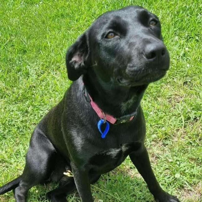 Photo of Izzy   1 Year Old Staffy X Kelpie (Trial)