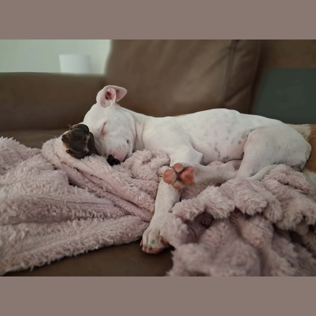 Photo of Sage 