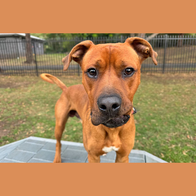 Photo of Simba