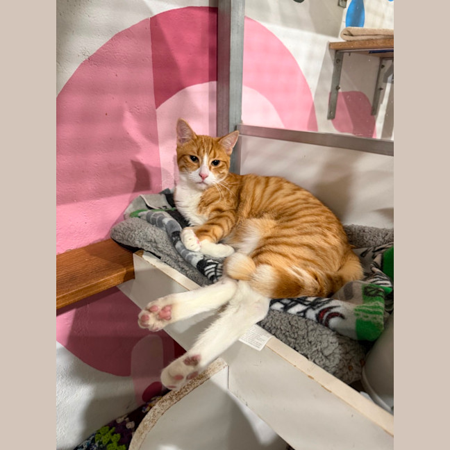 Photo of Freddie (Bonded With Eddie) 