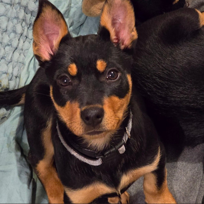 Photo of Cauliflower