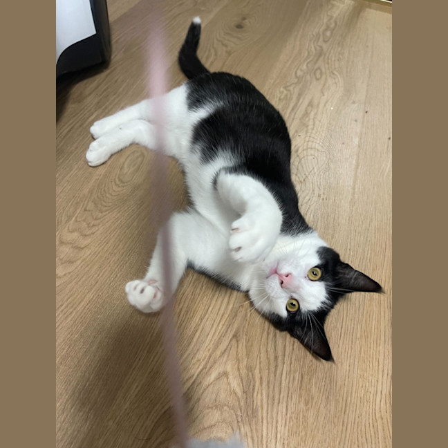 Photo of Yuzu