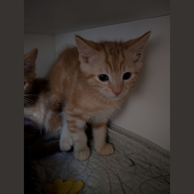 Photo of Pickle