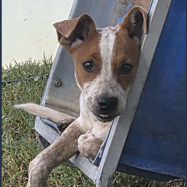 Photo of Bandit