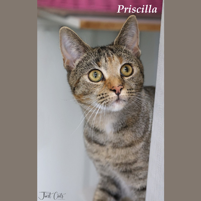 Photo of Priscilla