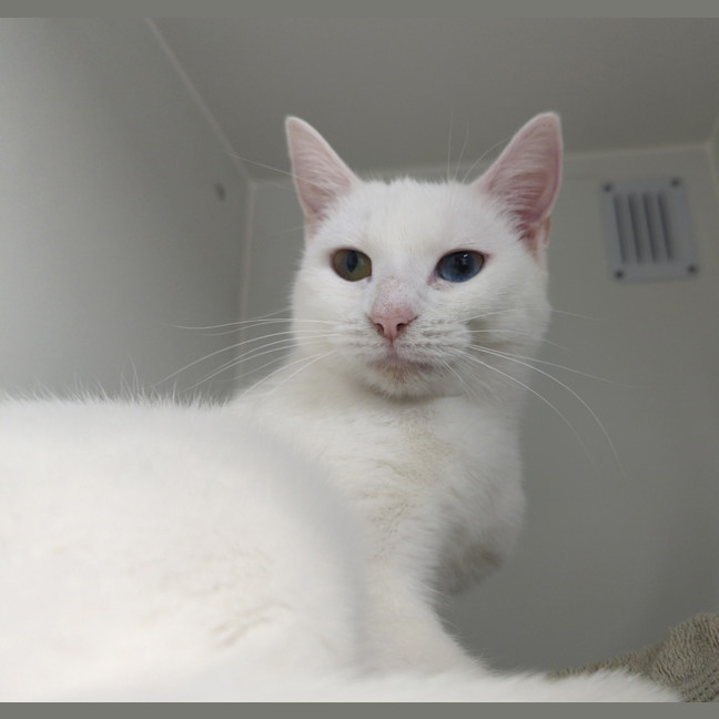 Photo of Pearl