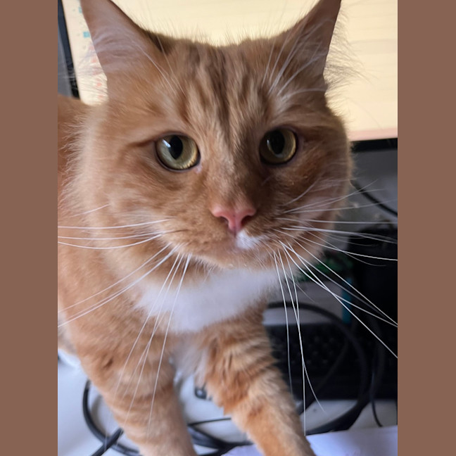 Photo of Gingernut
