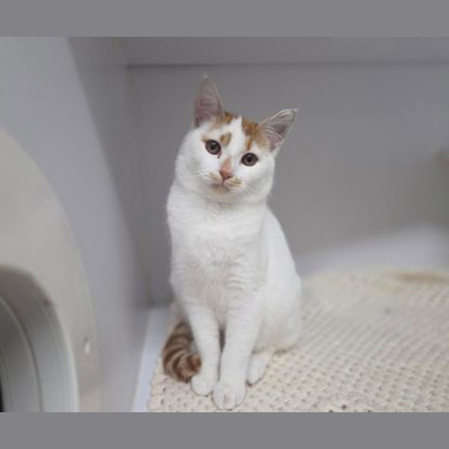 Photo of Peach