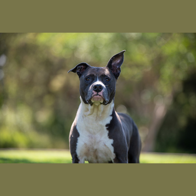 Photo of Sage