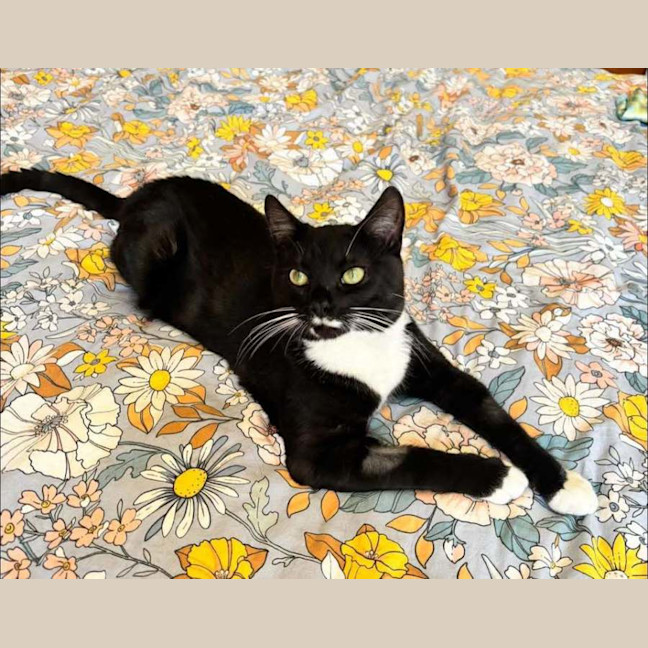 Photo of Flint   Located In Keilor Downs