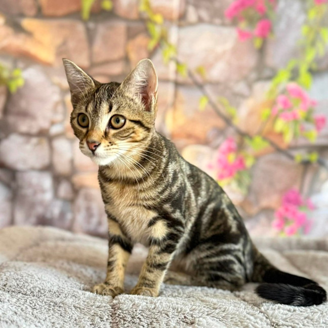 Photo of Bay  In Foster Care In Greensborough