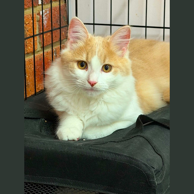 Photo of Maple
