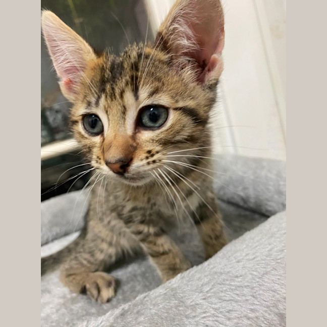 Photo of Gadget